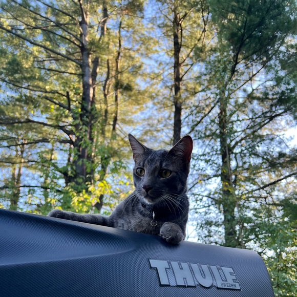 Meet your Posher, Paige - Picture 1 of 1